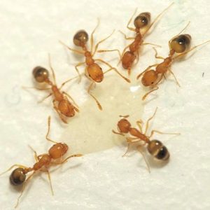 Pharaoh ants surrounding a puddle of water in Spokane, WA.
