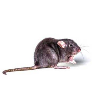 Roof rats in Spokane WA - Eden Advanced Pest Technologies