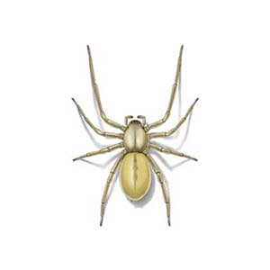 Sac spiders in Spokane WA - Eden Advanced Pest Technologies