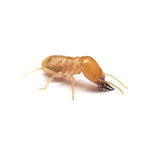 Subterranean termites in Spokane WA - Eden Advanced Pest Technologies