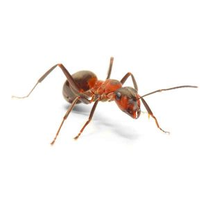 Identification of a Thatching Ant as well as how to control and eliminate them with Eden Pest.