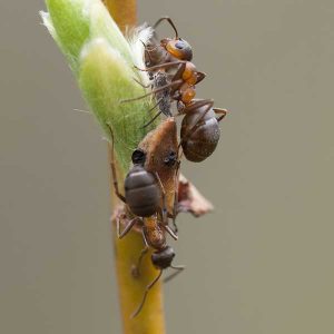 Velvety tree ants on a plant in Spokane, WA. Identification and treatment options with Eden Pest!