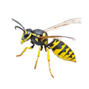 Yellowjackets in Spokane WA - Eden Advanced Pest Control