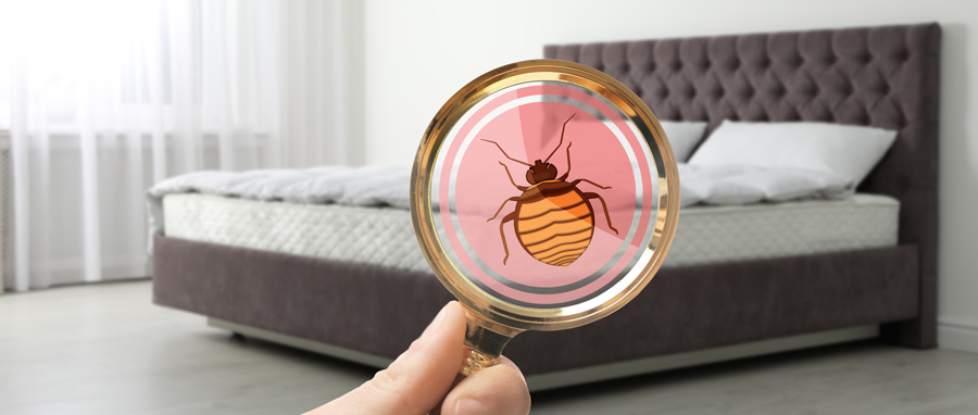 Person with magnifying glass detecting bed bugs on mattress - Eden Advanced Pest Technologies, serving Spokane WA and Coeur d'Alene ID offers bed bug prevention tips.