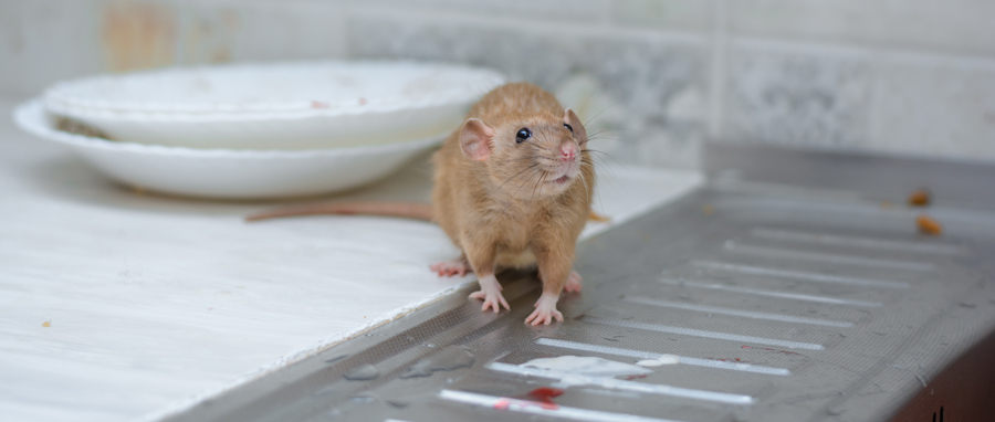 Rodent in kitchen - Eden Advanced Pest Technologies, serving Spokane WA and Coeur d'Alene ID explains the differences between rats and mice.