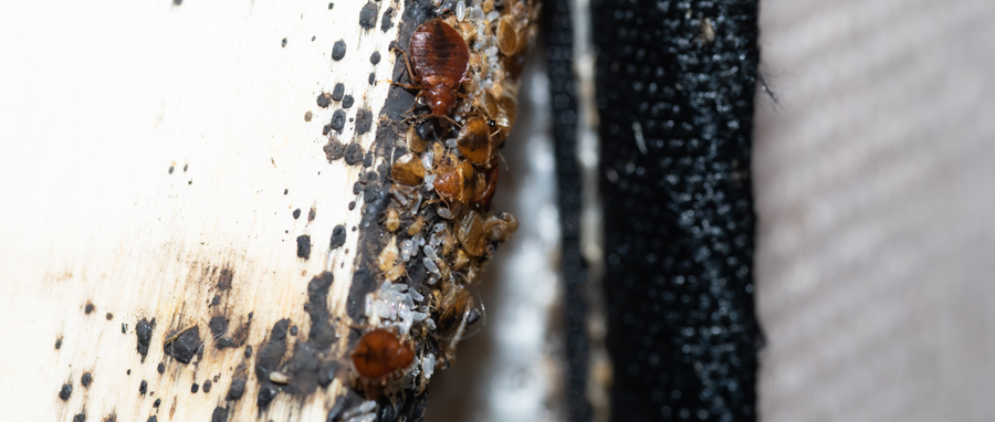 Bed bugs, eggs, and nymphs found on bed slate.-Eden Advanced Pest Technologies, serving Spokane WA and Coeur d'Alene ID explains how to handle a bed bug infestation.