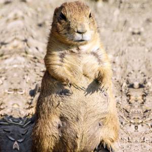 Gophers in Spokane WA - Eden Advanced Pest Technologies