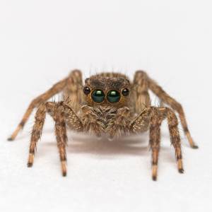 Jumping spider in Spokane WA - Eden Advanced Pest Technologies