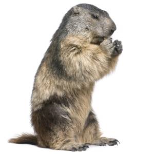 Marmots in Spokane WA - Eden Advanced Pest Technologies