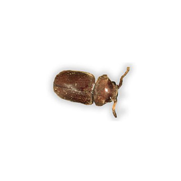 Cigarette beetle in Spokane WA - Eden Advanced Pest Technologies
