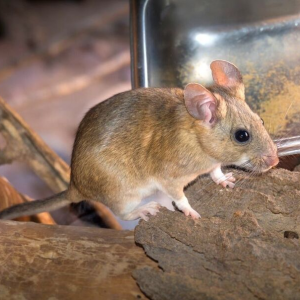 Packrats and woodrats control and extermination in Spokane, Post Falls, Coeur d'alene Idaho