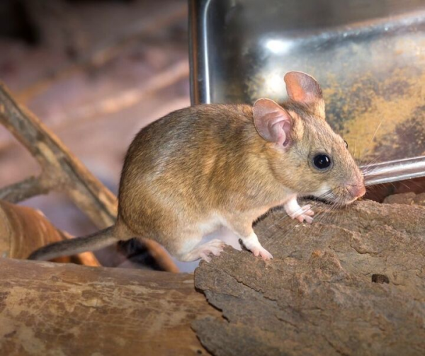 Packrats and woodrats control and extermination in Spokane, Post Falls, Coeur d'alene Idaho