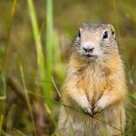 closeup of gopher in spokane area - its size and color help to tell the difference from other burrowing animals