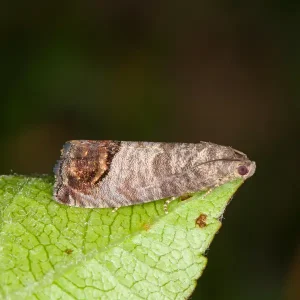 Codling moth in Spokane WA - Eden Advanced Pest Technologies