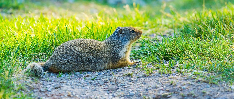 gopher in grass in Spokane WA - Eden Advanced Pest Technologies