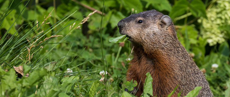 Gopher in yard in Spokane WA - Eden Advanced Pest Technologies