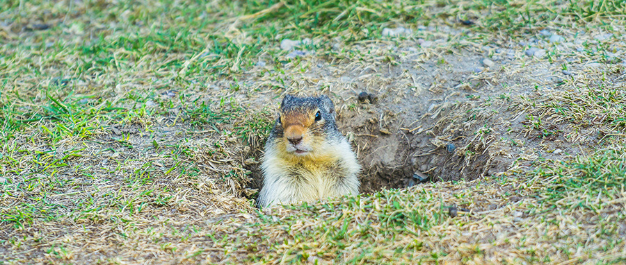 Gopher in burrow that was causing damage in Spokane area backyard