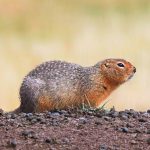 ground squirrel in Coeur d’Alene - its squirrel-like appearance help to tell the difference from other burrowing animals