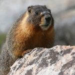 marmot in eastern washington - its large size and brownish-red color help to tell the difference from other burrowing animals