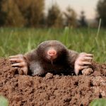 mole in Western Idaho - its claws and face help to tell the difference from other burrowing animals