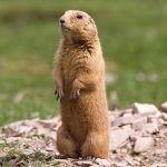 prairie dog in Idaho - its extensive tunnel system and social ways make them easily identifiable among burrowing mammals