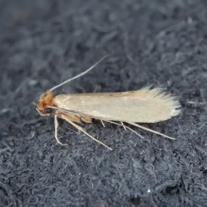 Webbing clothes moth in Spokane WA - Eden Advanced Pest Technologies