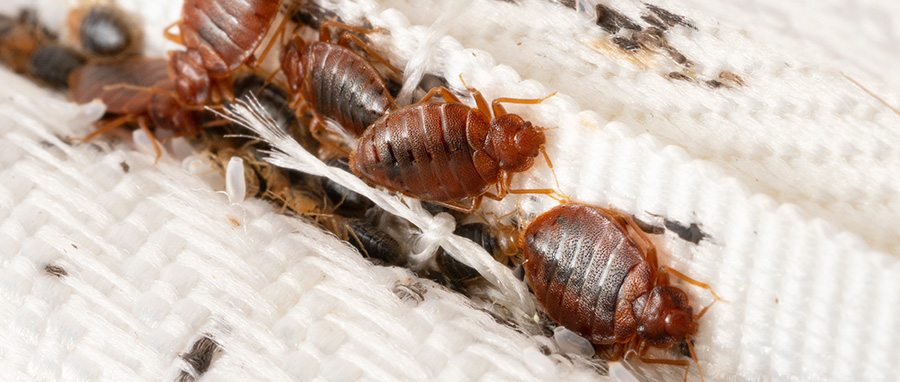 5 Fun Facts About Bed Bugs in Spokane WA - Eden Advanced Pest Technologies