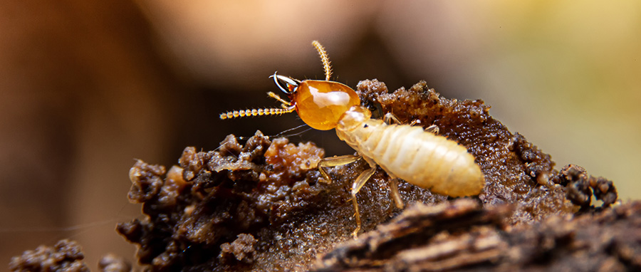 Are Termites Active In The Winter in Spokane WA - Eden Advanced Pest Technologies