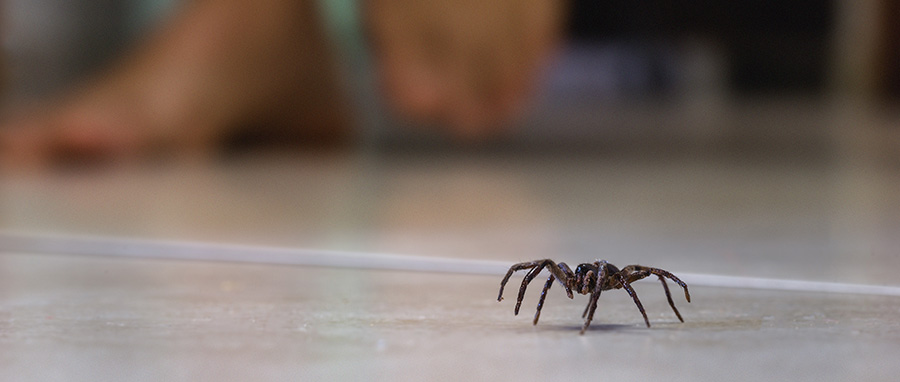 Autumn Spiders That Love Your Home in Spokane WA - Eden Advanced Pest Technologies
