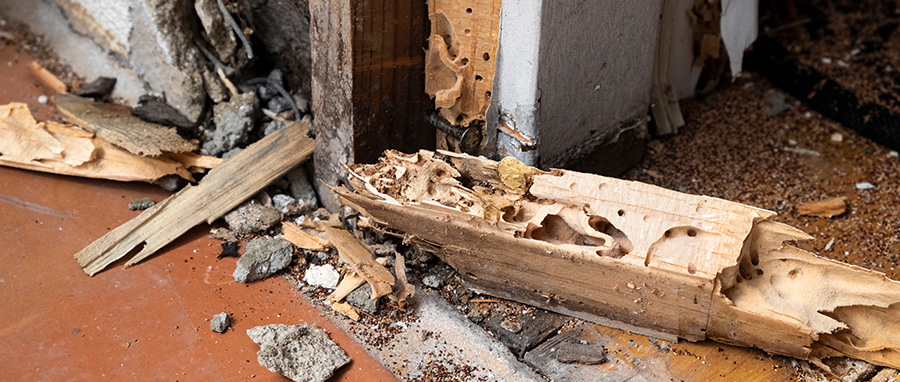How Termites Can Destroy Homes in Spokane WA - Eden Advanced Pest Technologies