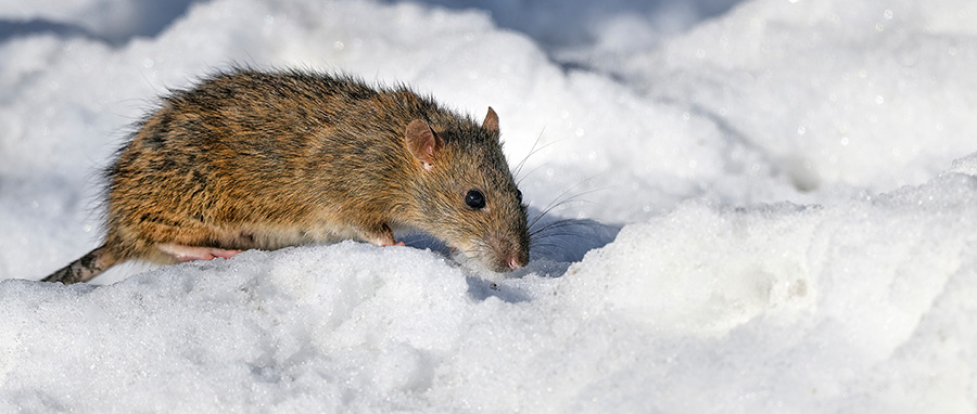 Most Active Pests in Winter in Spokane WA - Eden Advanced Pest Technologies