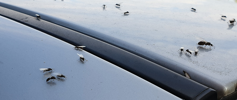 Ants on car in Spokane WA - Eden Advanced Pest Technologies