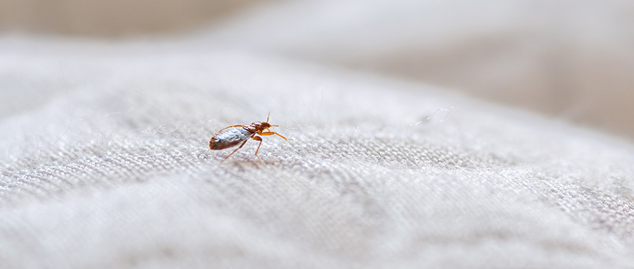 bed bug myths in Spokane WA - Eden Advanced Pest Technologies
