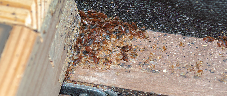 bed bugs spread in Spokane WA - Eden Advanced Pest Technologies