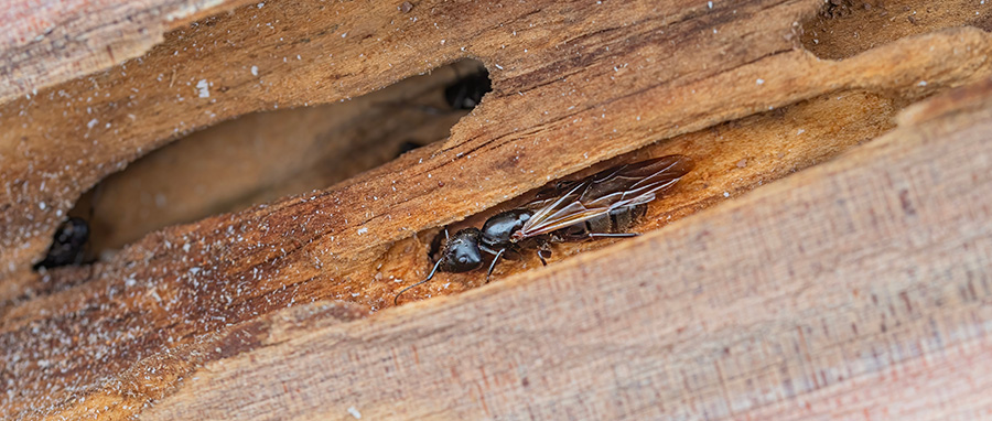 Carpenter ant damage in Spokane WA - Eden Advanced Pest Technologies