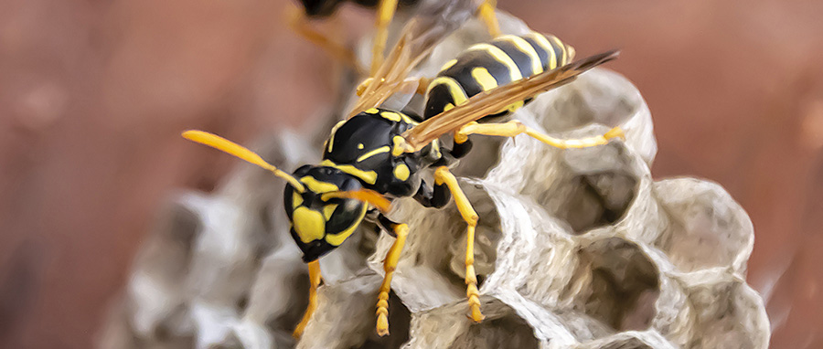Types of wasps in Spokane WA - Eden Advanced Pest Technologies