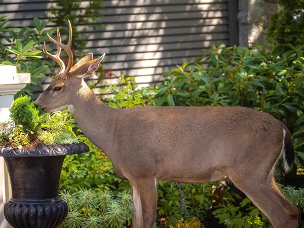 local wildlife eating garden outside spokane WA house before homeowner learned how to keep deer out of yard