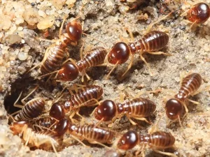 Subterranean termites digging out a hole