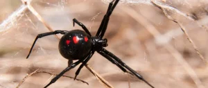 Black Widow in Spokane WA yard, a common spider in Pacific Northwest and our most dangerous