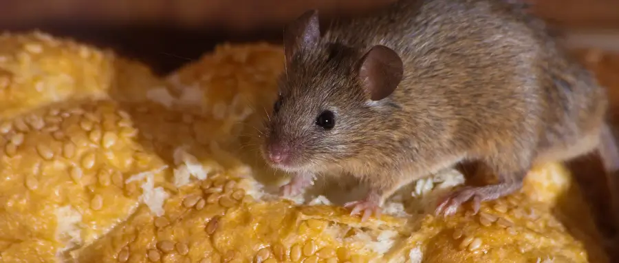 Closeup of mouse in kitchen in pocatello home northern idaho before learning how to get rid of mice