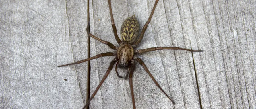 Giant house spider, one of the most common spiders in Washington and Idaho, on deck in Spokane house