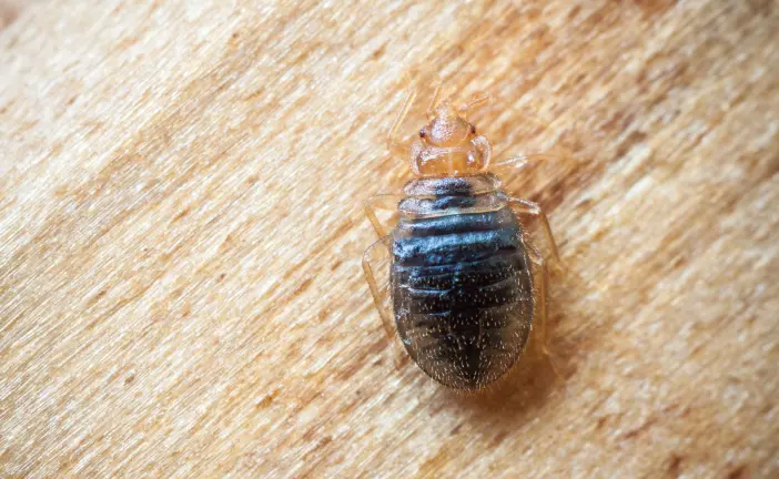 A bed bug on a wooden surface. Eden Advanced Pest Technologies offers commercial and residential bed bug control services throughout Washington and Idaho.