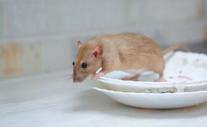 Rodent on a dinner plate. Eden Advanced Pest Technologies offers commercial and residential rodent control services throughout Washington and Idaho.