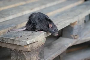 typical norway rat with black fur and thick body compared to mice