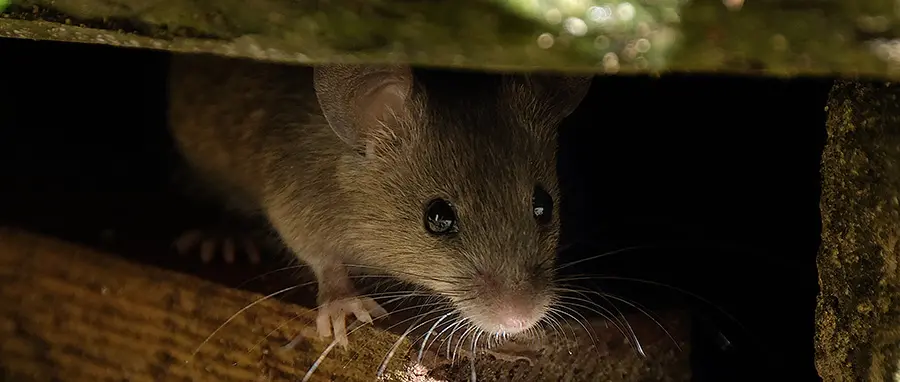 Mouse in Spokane WA home easy to avoid with expert guide to rodent-proofing