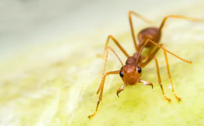 An Ant on a leaf. Eden Advanced Pest Technologies offers commercial and residential Ant control services throughout Washington and Idaho.