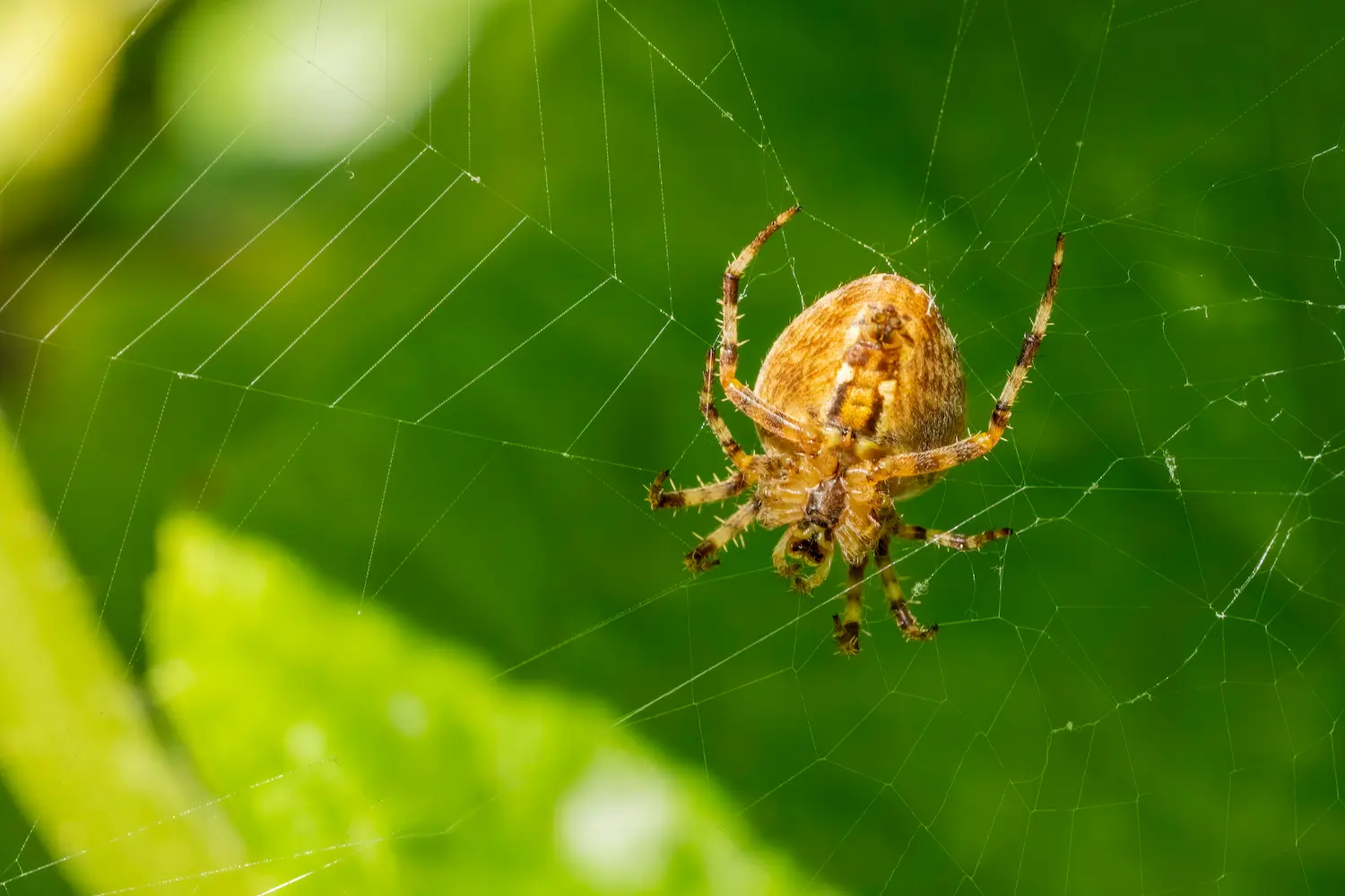 Underside of a cross orb-weaver spider on its web in Washington state