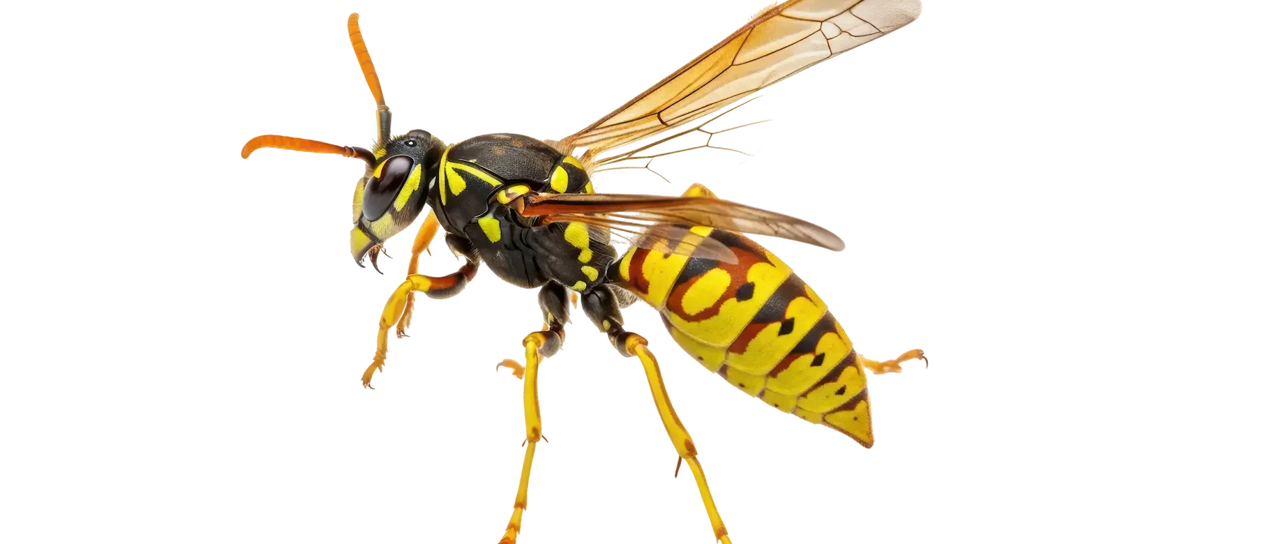 Closeup of a stinging insect
