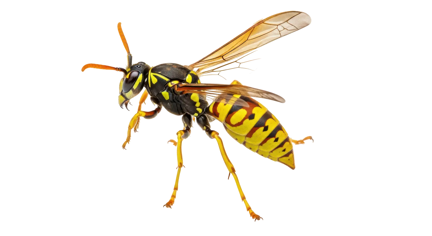 Closeup of a stinging insect