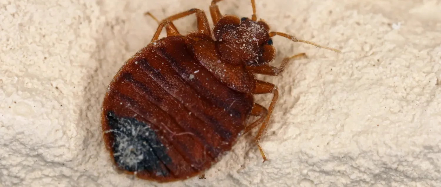 Closeup of a bed bug
